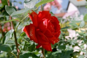 Die Rose, Königin der Blumen