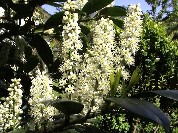 Garten Abc